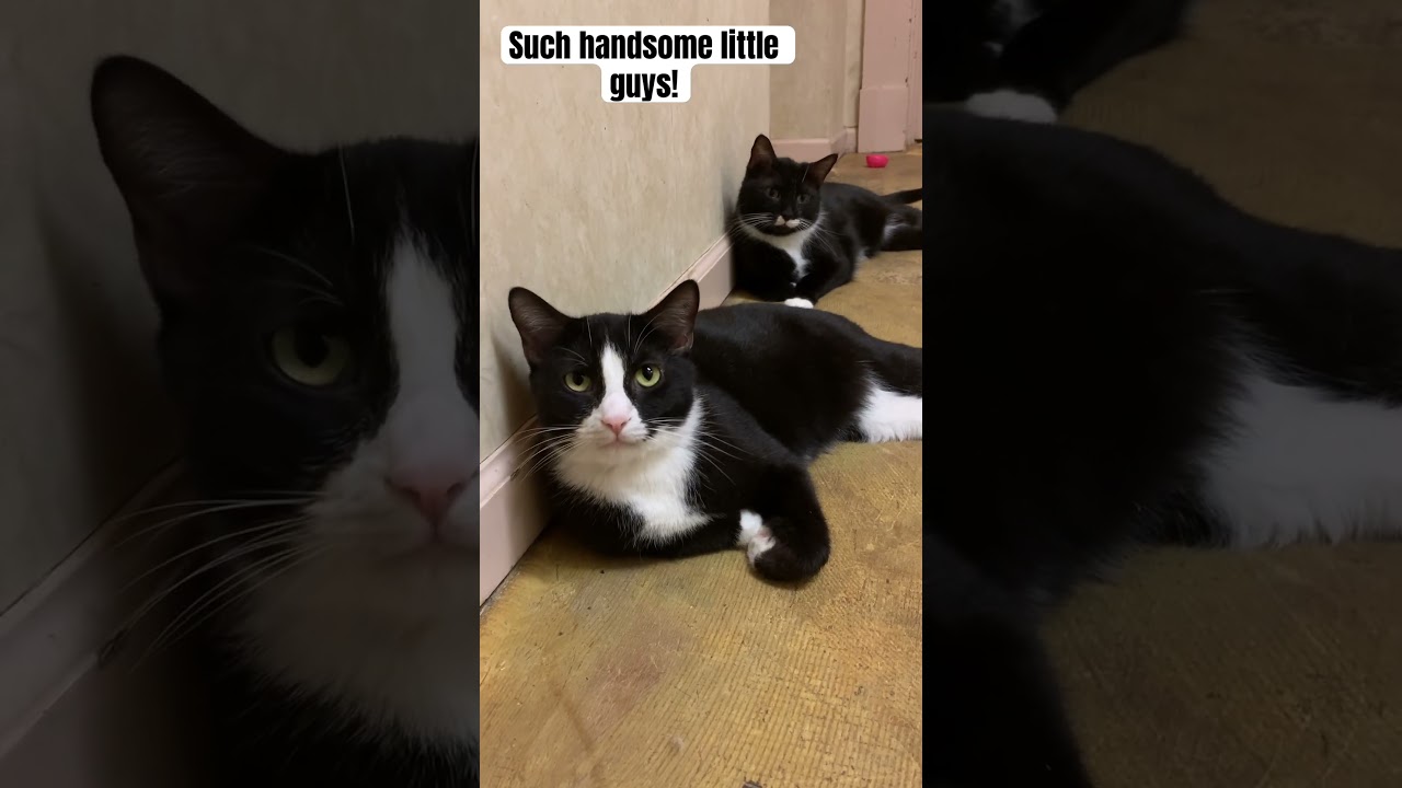 The tuxedo adorable boys #cat