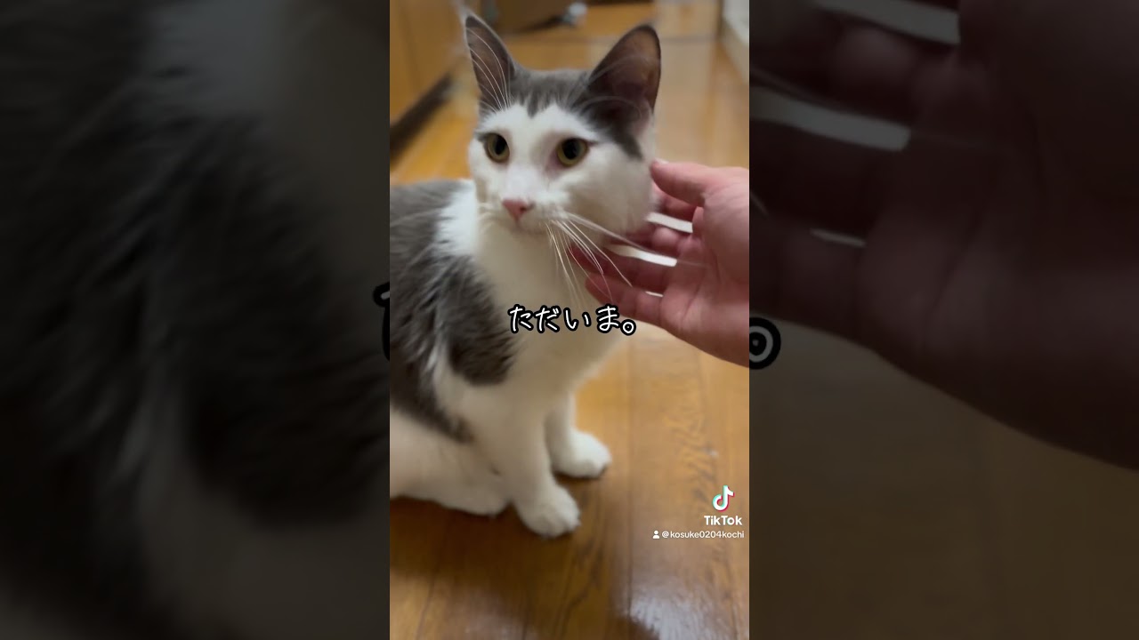 お迎えに来てくれる猫。 #ノルウェージャンフォレストキャット #猫 #猫のいる暮らし