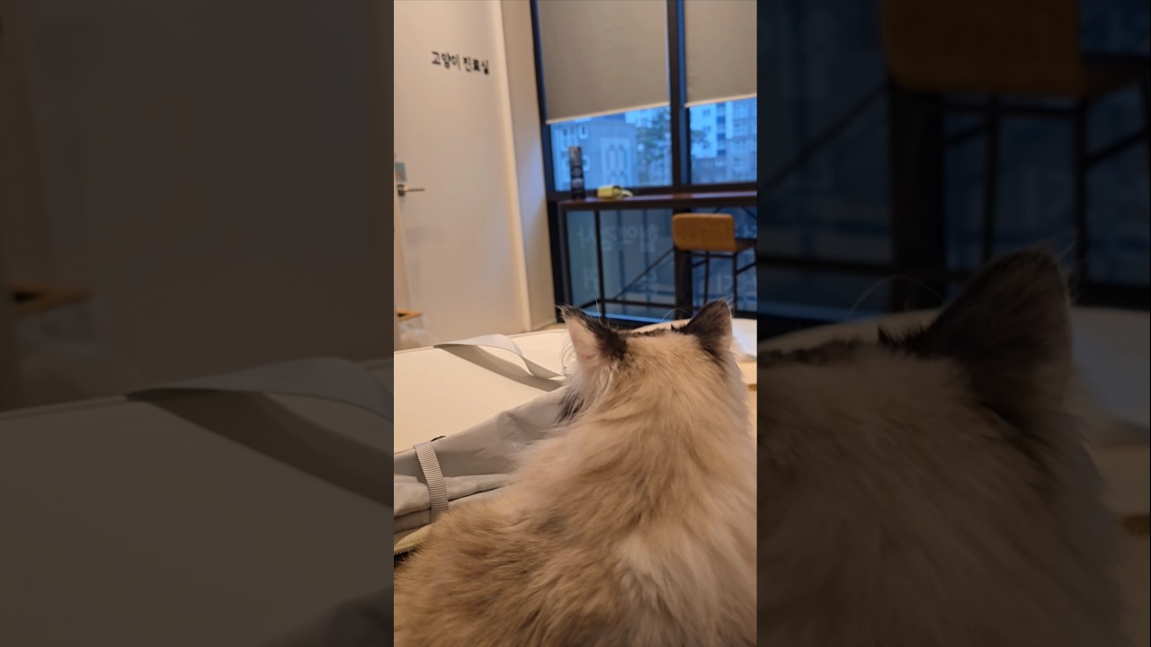 병원에 간 고양이