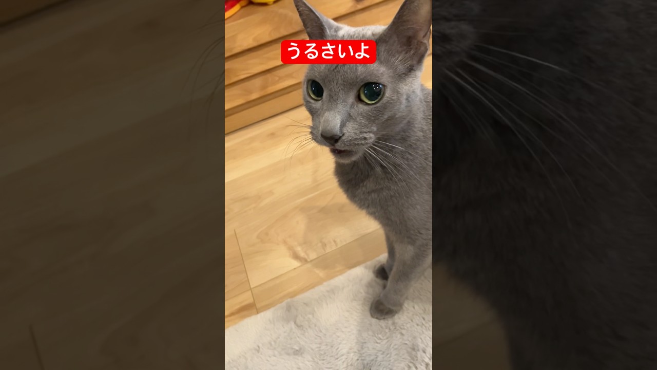 ちょっとの指摘も許さない猫#ロシアンブルー #猫