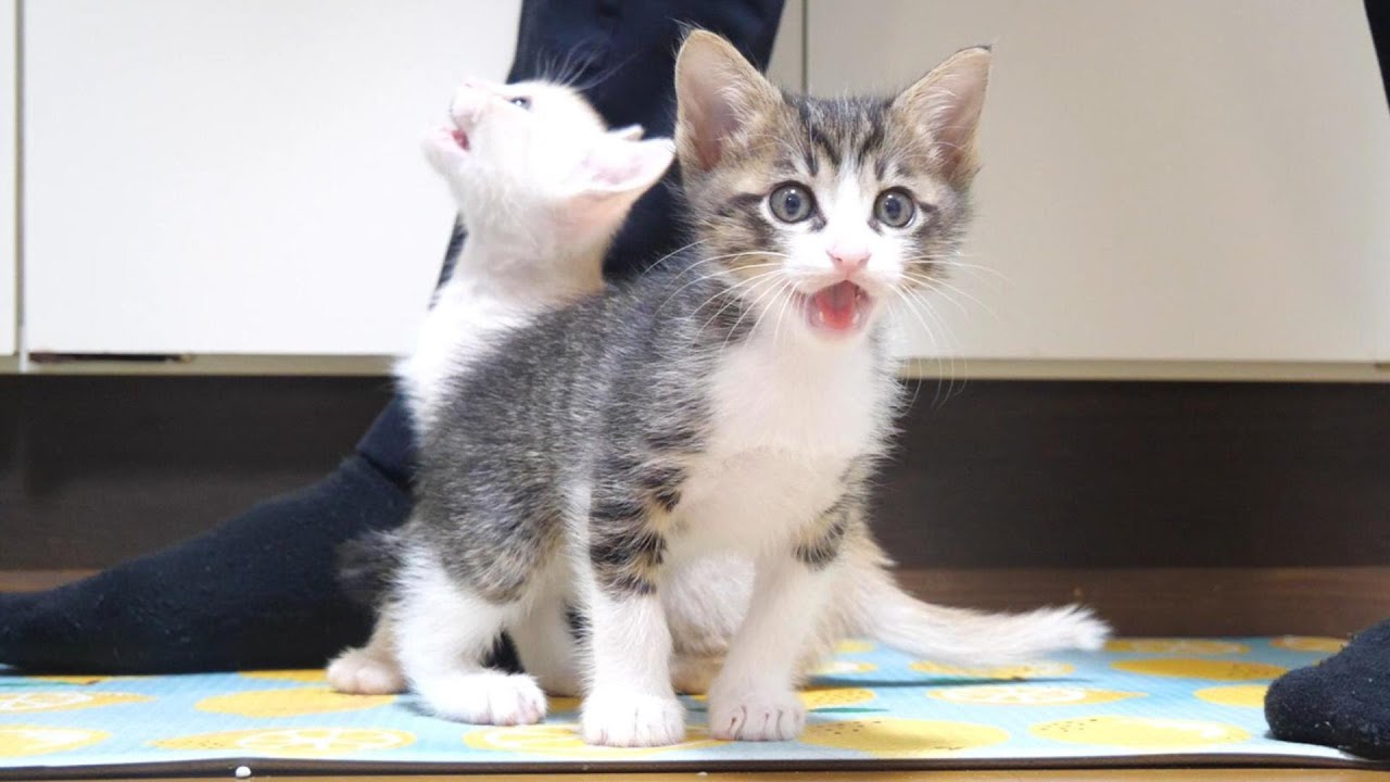 おじさんのご飯作りに、ビックリする子猫のニャーニャー隊【赤ちゃん猫　保護猫】