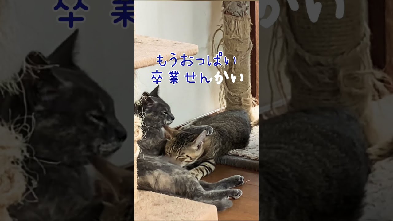 もう赤ちゃんじゃないんだからね、ママンの鉄槌！#shorts