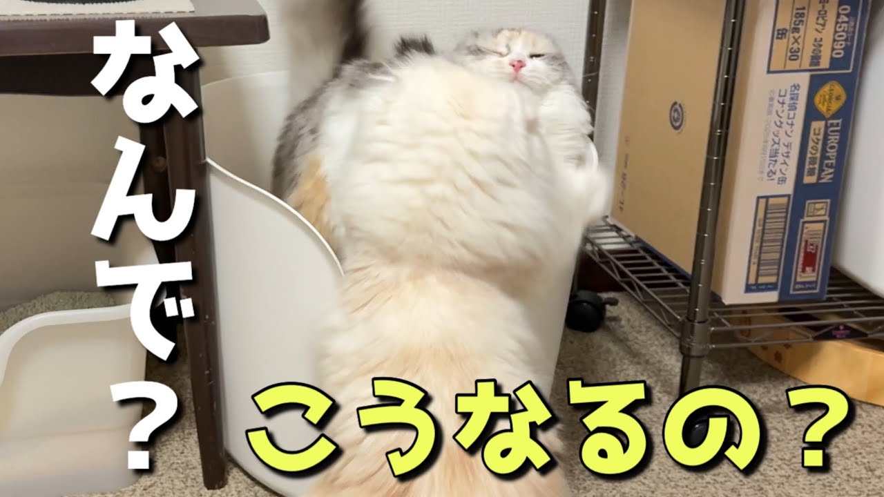 猫のヤキモチ？新入り猫のトイレ中に先住猫からボコボコにされてました