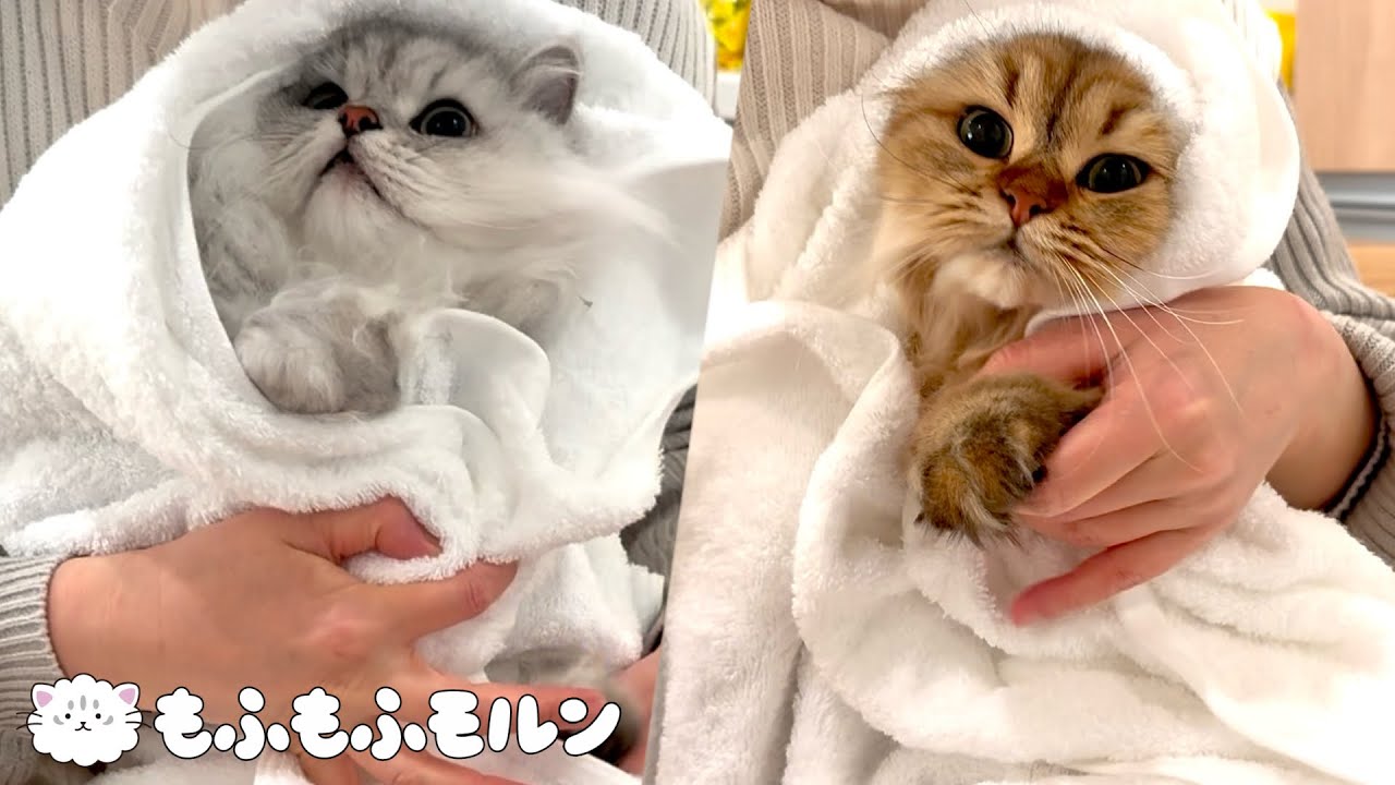 もふもふ猫のおくるみ大作戦 【サイベリアン】