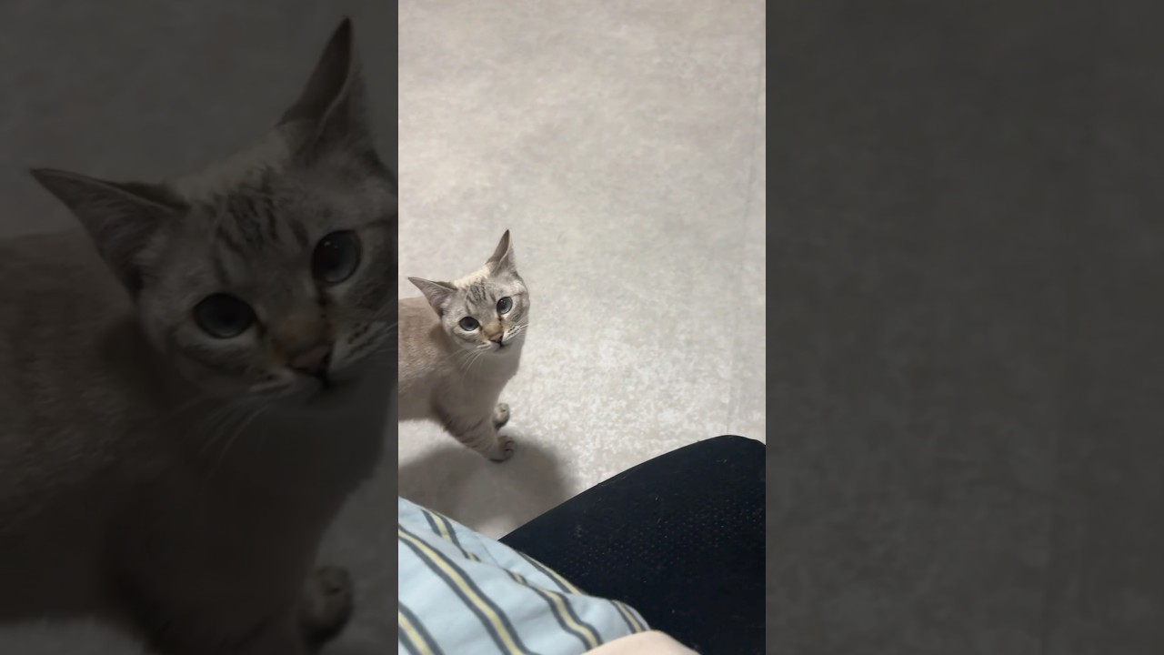 甘えたい時間ですか？　#シャムトラ #元保護猫 #シャムミックス  #cat #猫耳 #kitten  #猫耳 #siamesemix