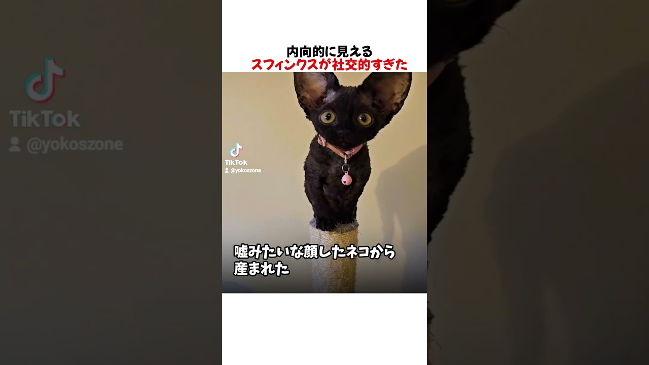 内向的に見えるスフィンクスが社交的すぎた