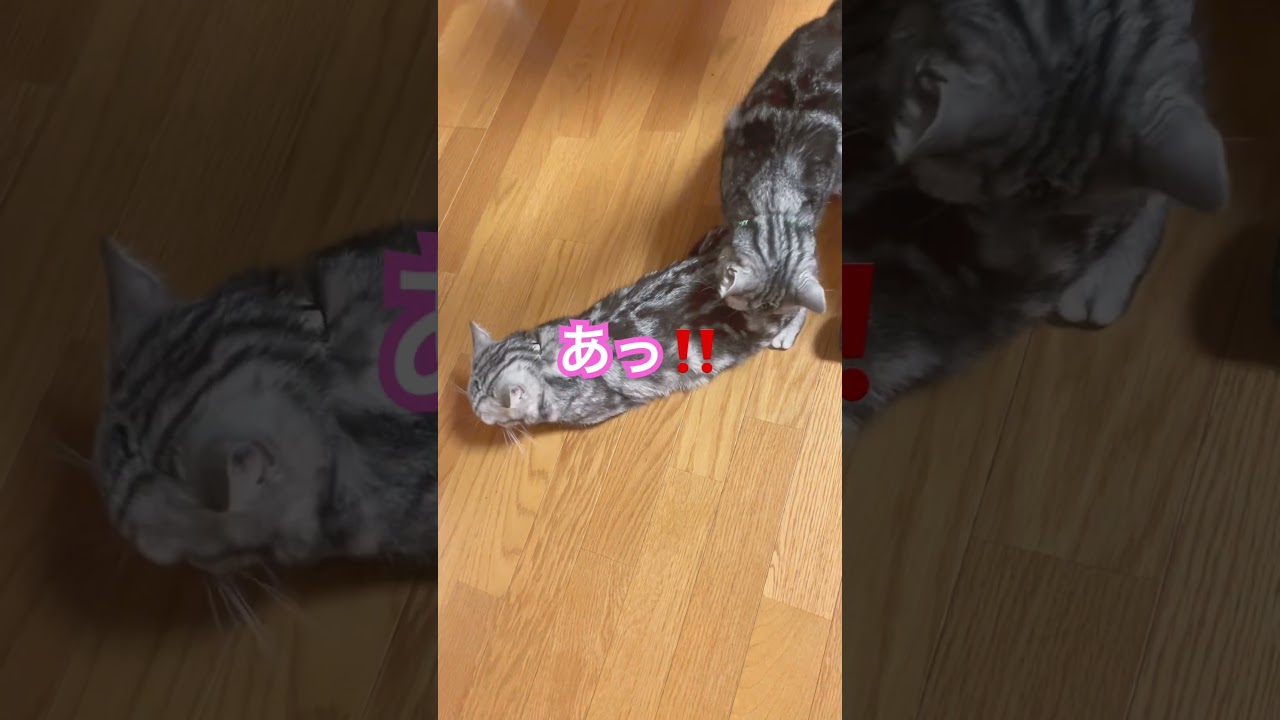 なぜかお尻🍑 #猫 #cat #アメショ #アメリカンショートヘア #shorts #ヒート #避妊手術