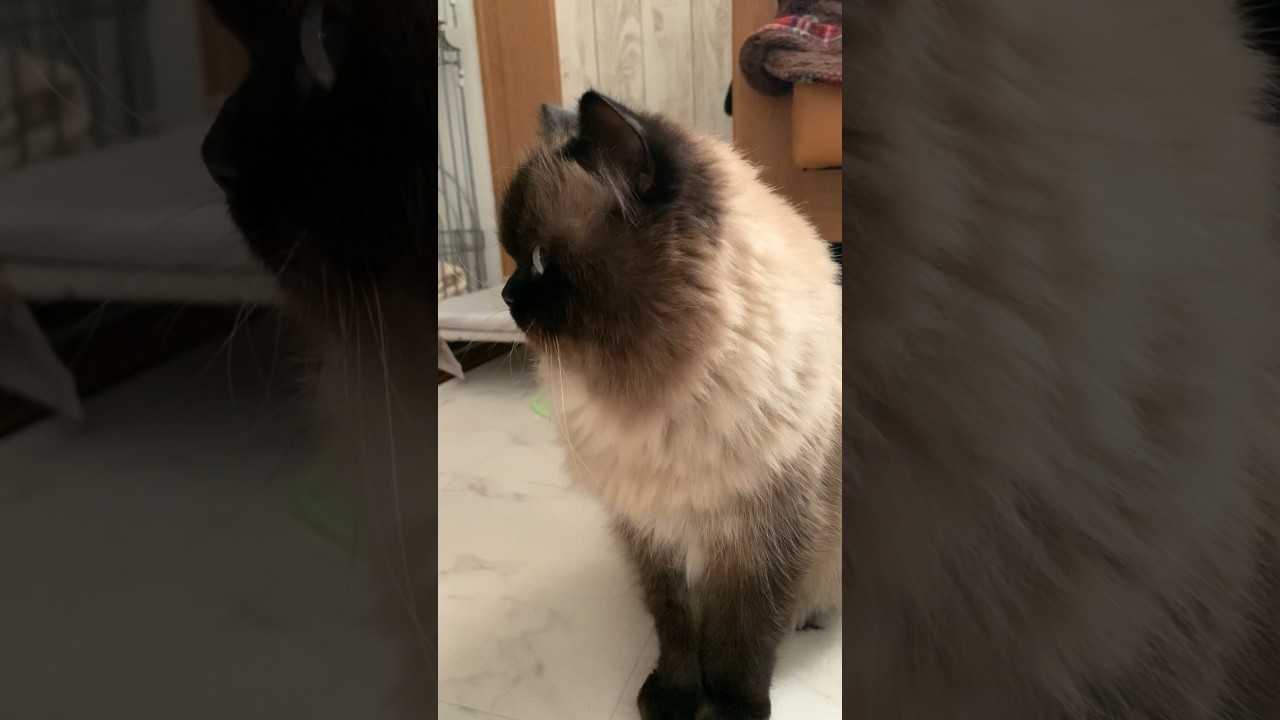 横顔イケメンげんたくん #猫 #ヒマラヤン #猫のいる暮らし #shorts