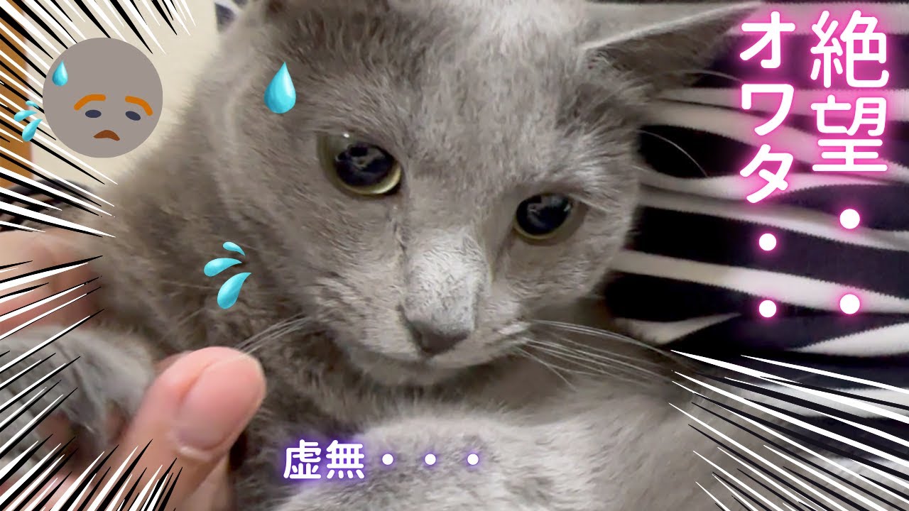 【猫ロシアンブルー】爪切り を頑張る そらちゃんの表情がコチラです❤️