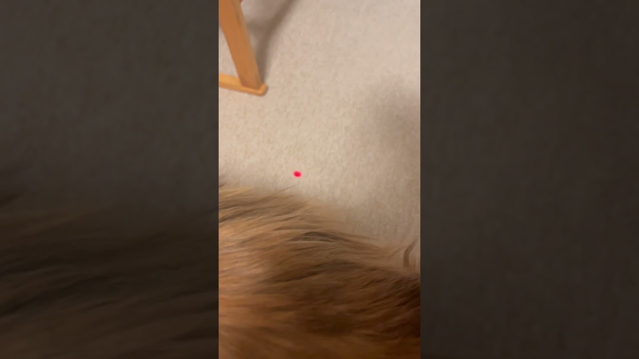 ノルウェージャンフォレストキャット猫ビームの反応