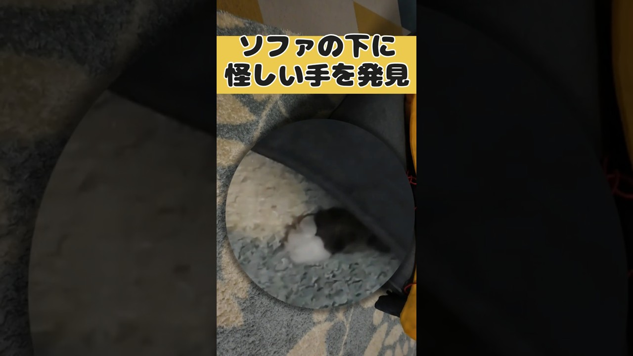 ソファーの下の謎の手… #cat #animals #ノルウェージャンフォレストキャット #猫のいる暮らし