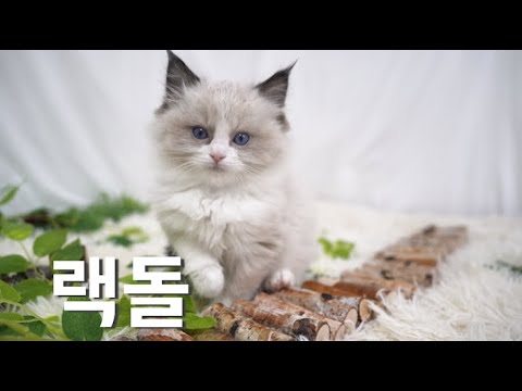 상냥하고 귀여운 #랙돌 #Ragdoll
