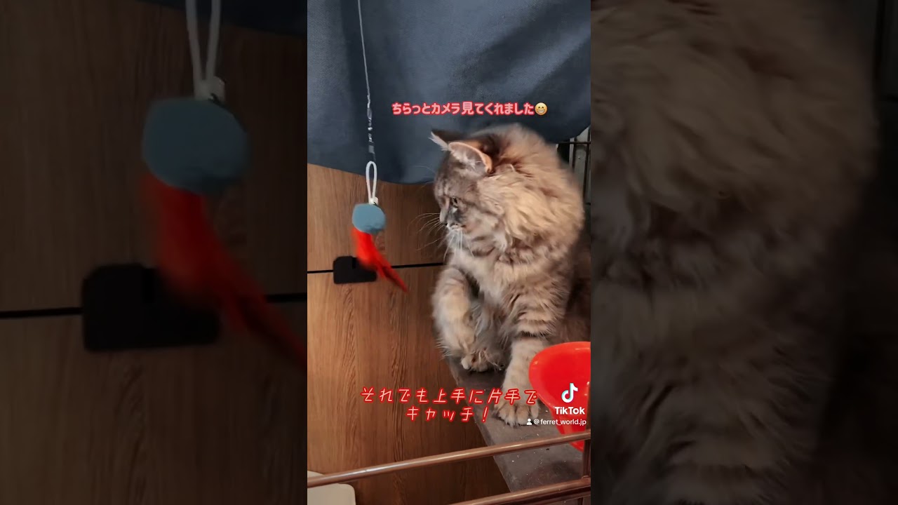 省エネであそぶラガマフィンくん🐈　横浜 #フェレットワールドみなとみらい店 #猫 #ラガマフィン #かわいい #ブルータビー