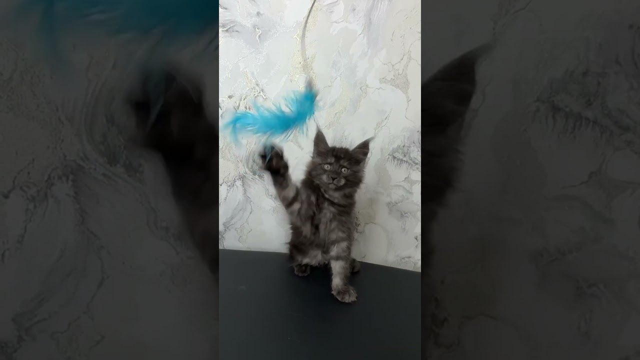 Elven Black Smoke Maine Coon Male Kitten Available Now | Purebred Kitties