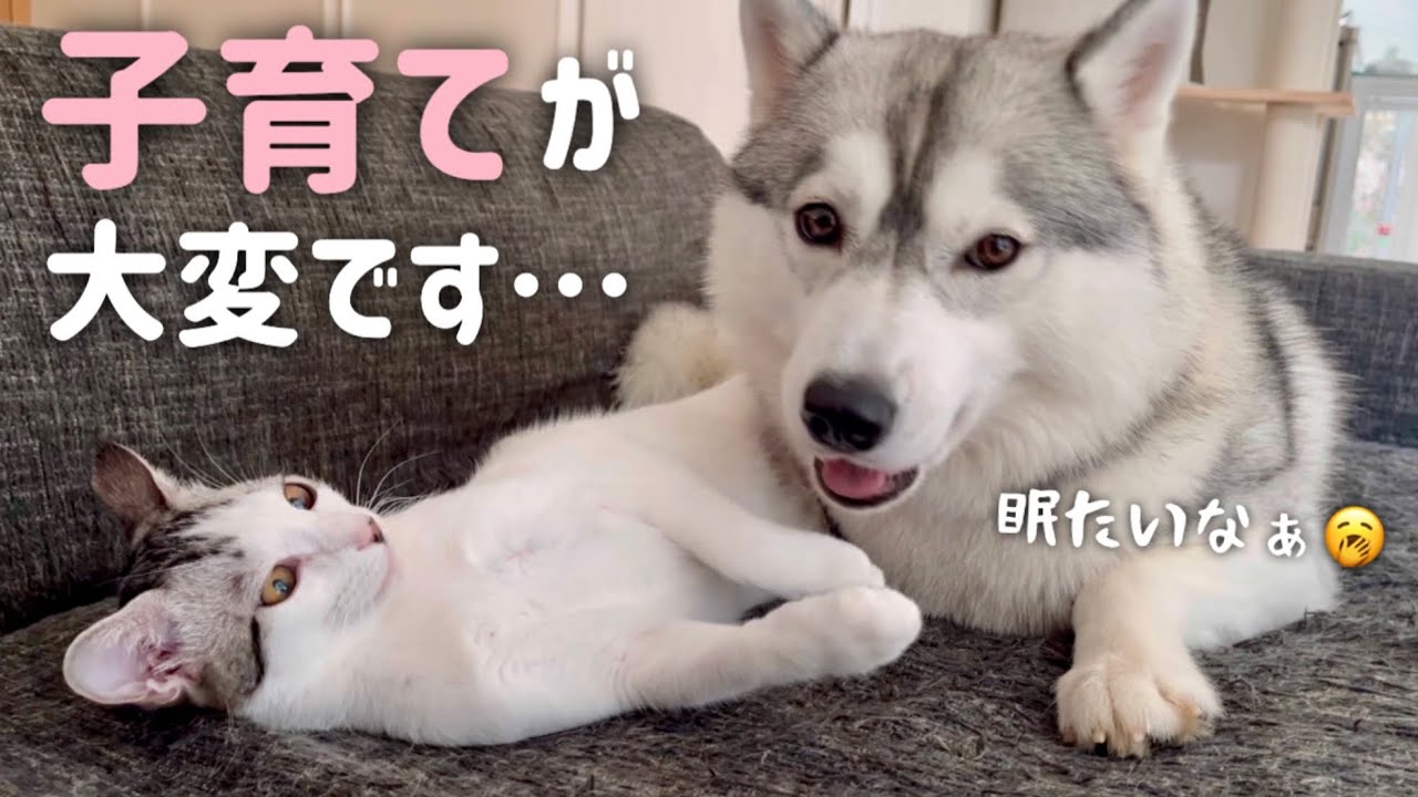 【子猫を保護して5ヶ月が経ちました…】眠いのを我慢して子猫の面倒を見るハスキー