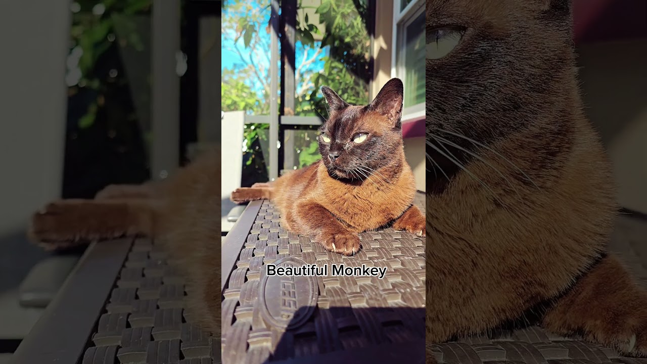 Burmese Beauty, Monkey enjoying the sunshine #cat #catvideos #catmodel #catsworld #lovelycat