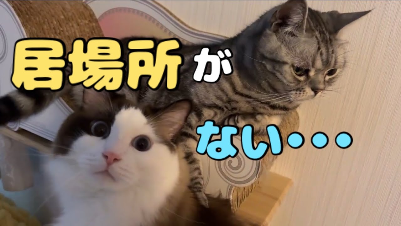 【でぶ猫】楽しく遊んでたはずのニャンズが急に隅っこでイジイジ・・そんなにアカンか？😈