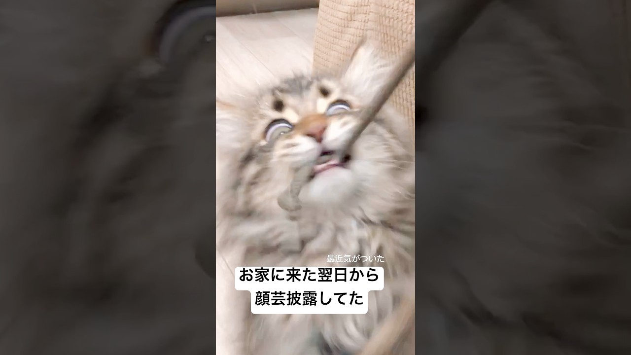 子猫時代の顔芸 #猫 #サイベリアン #子猫