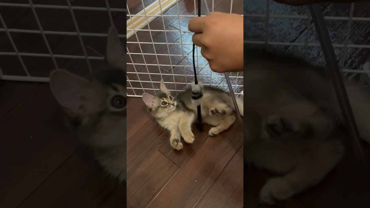 ただあそぶ #ソマリ #ソマリブルー #cat #kitten #猫のいる暮らし #もふもふ #子猫 #ねこ動画