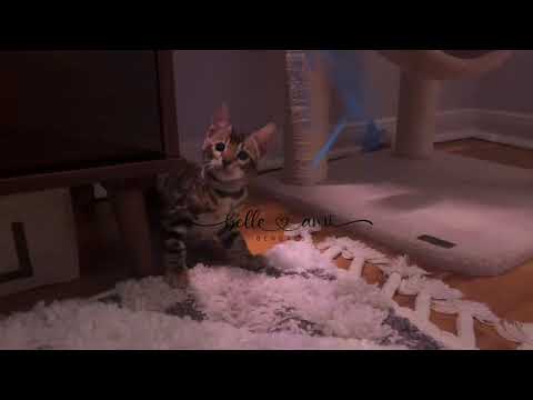 Beignet's bengal kittens 😻😻