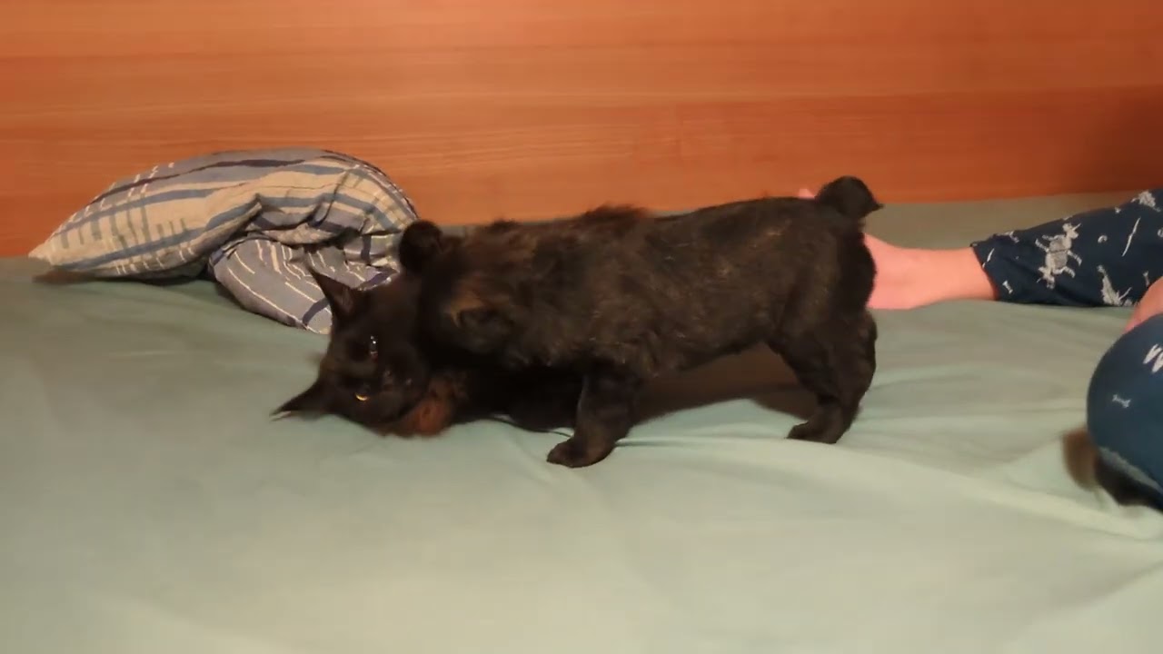 Hasenhirsch Schorsch (3 Wochen) sucht nach Milch bei der Main Coon Katze Midna