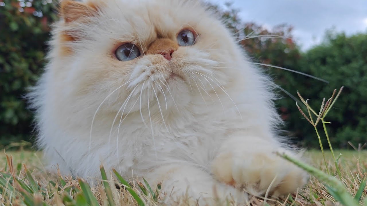 Fat Boy displays his maximum cuteness 🤩