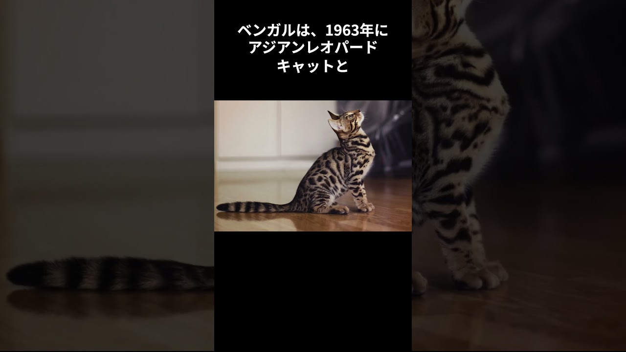 もっと知りたい！ベンガル #shorts #shortvideo #short #cat #animals #雑学 #動物 #猫 #ねこ #猫のいる暮らし #ネコ #ベンガル #bengal