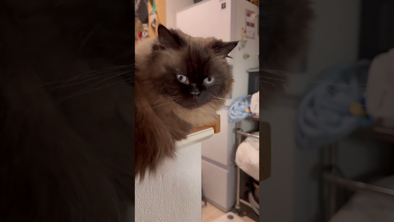 せ、セーフ   #cat #猫のいる暮らし #shorts #catvideos #スコティッシュフォールド