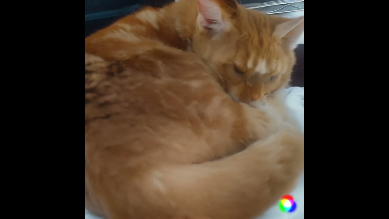 人面猫　　　 #cat #日本猫 #babyanimal