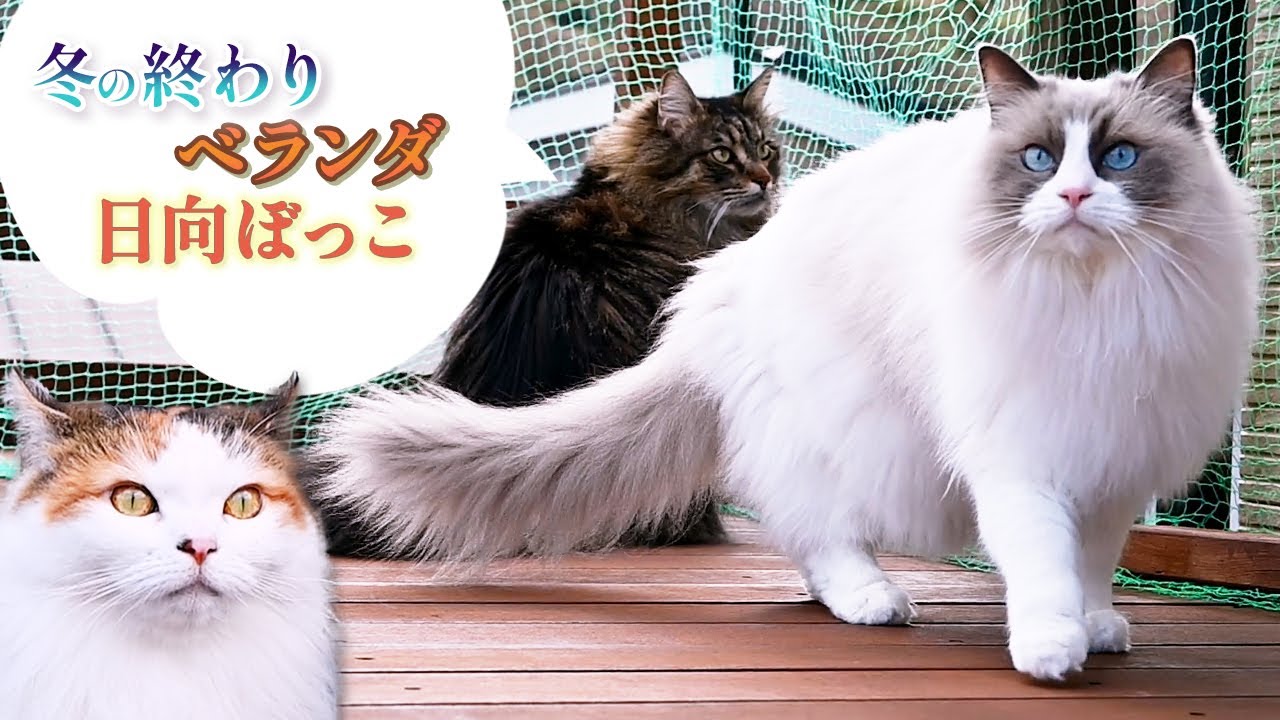 久しぶりにベランダ日向ぼっこをしています、るんるんメインクーンとお外が大好きラグドール、ちょっと怖がりサイベリアンです。