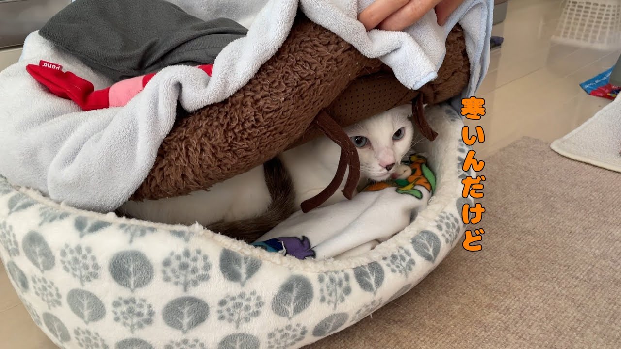 弟猫が行方不明になって家中を探した結果…