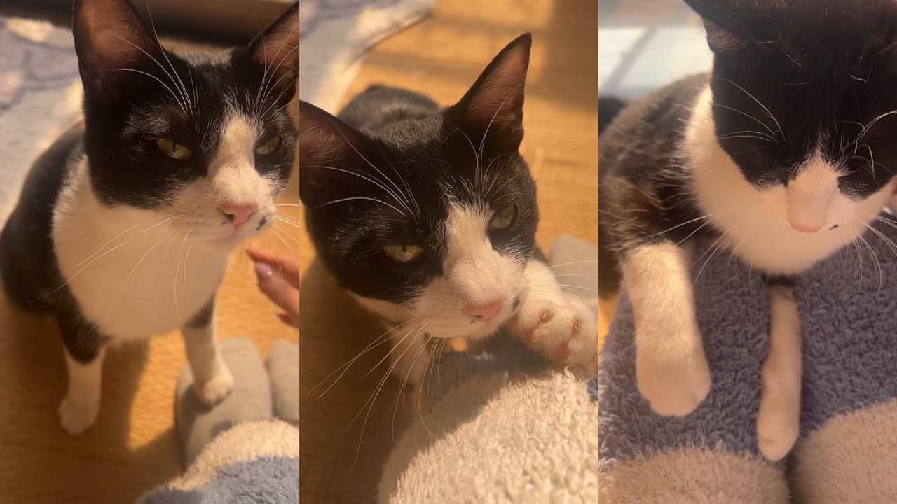 体調不良の人間に寄り添ってくれる猫…😭