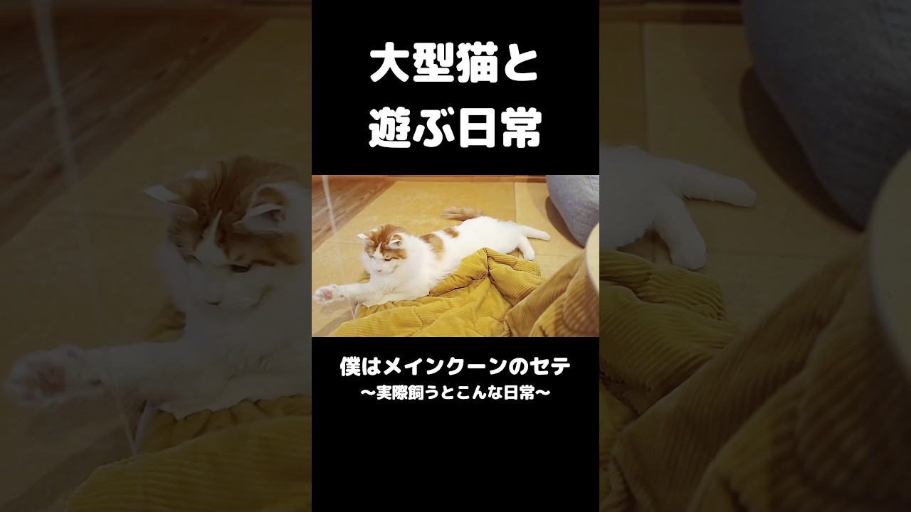 大型猫と遊ぶ #メインクーン #猫 #猫のいる暮らし #mainecoon #cat