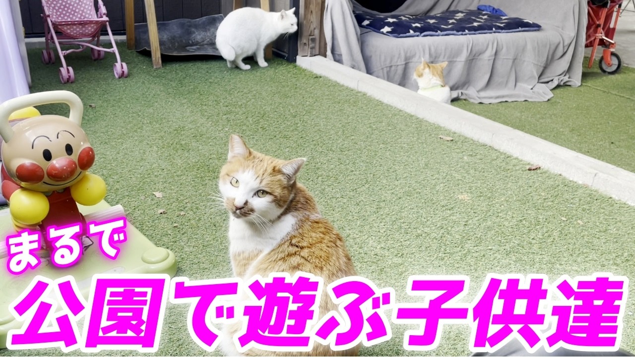 まるで公園で遊んでいるような庭子猫達とそれを見守る三毛母猫が可愛すぎました…♡[三毛母猫と子猫]