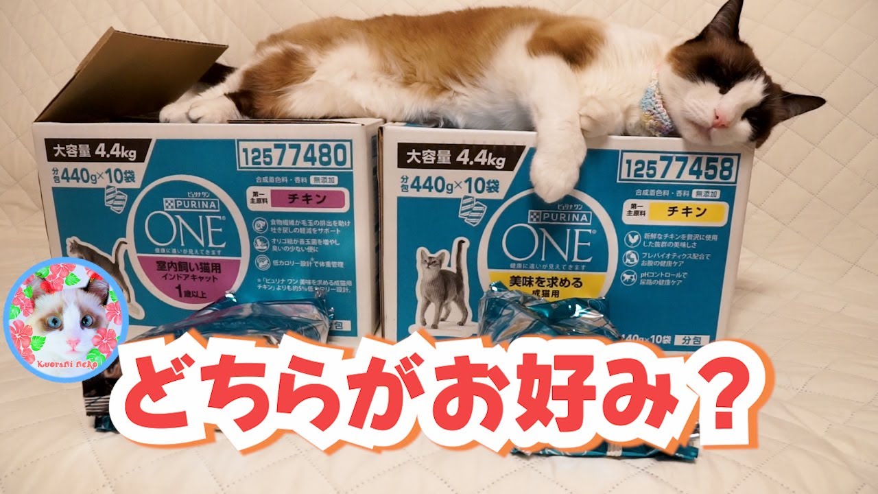 売上No.1のピュリナの インドアキャット チキンと美味を求める成猫用チキンの味比べ Taste Comparison