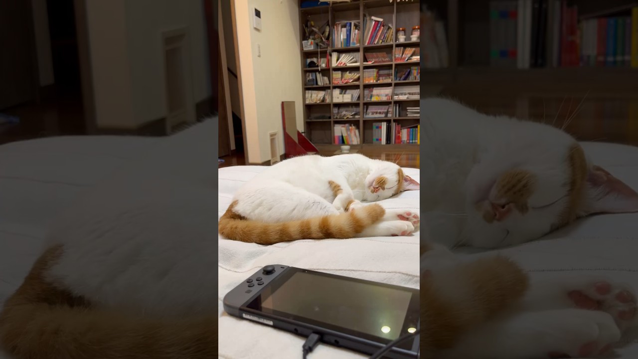 明日の僕に幸あれ！！#cat #猫#日本猫 #保護猫