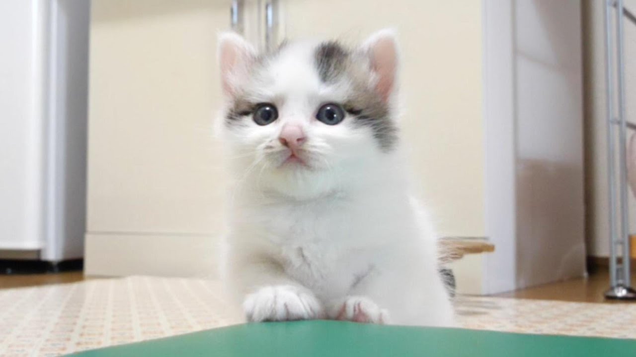 ミルクを飲んだばかりの子猫が羨ましそうにミルクを飲んでいる子猫を見つめる。【赤ちゃん猫　保護猫】