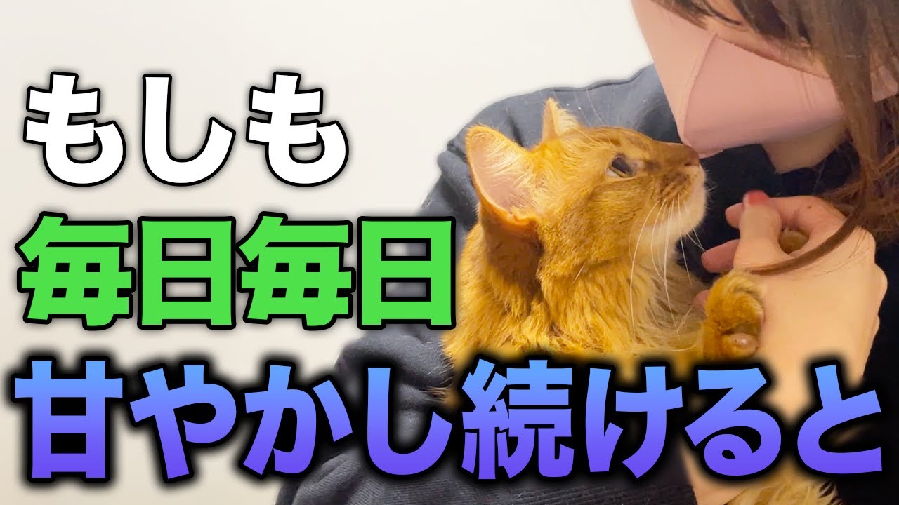 【恐怖】毎日甘やかし続けた猫はこうなります