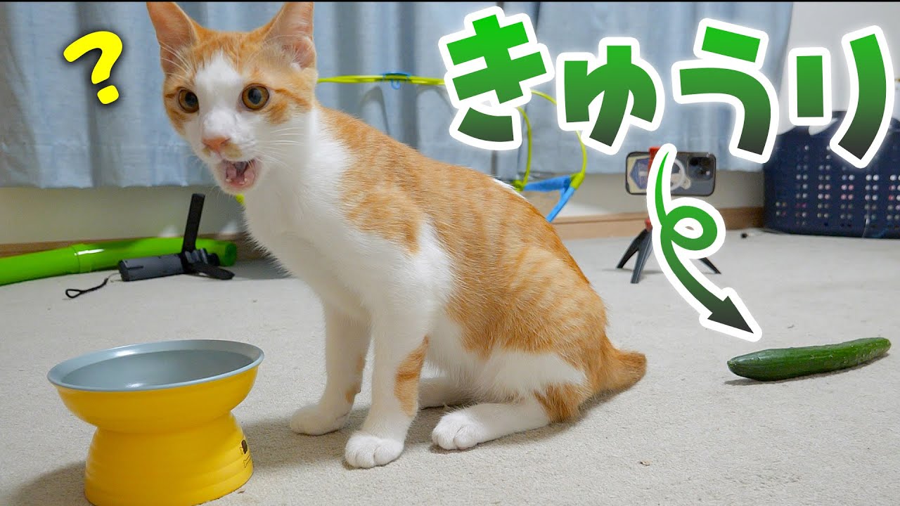 ご飯を食べてる子猫の後ろに”きゅうり”を置いてみたら…