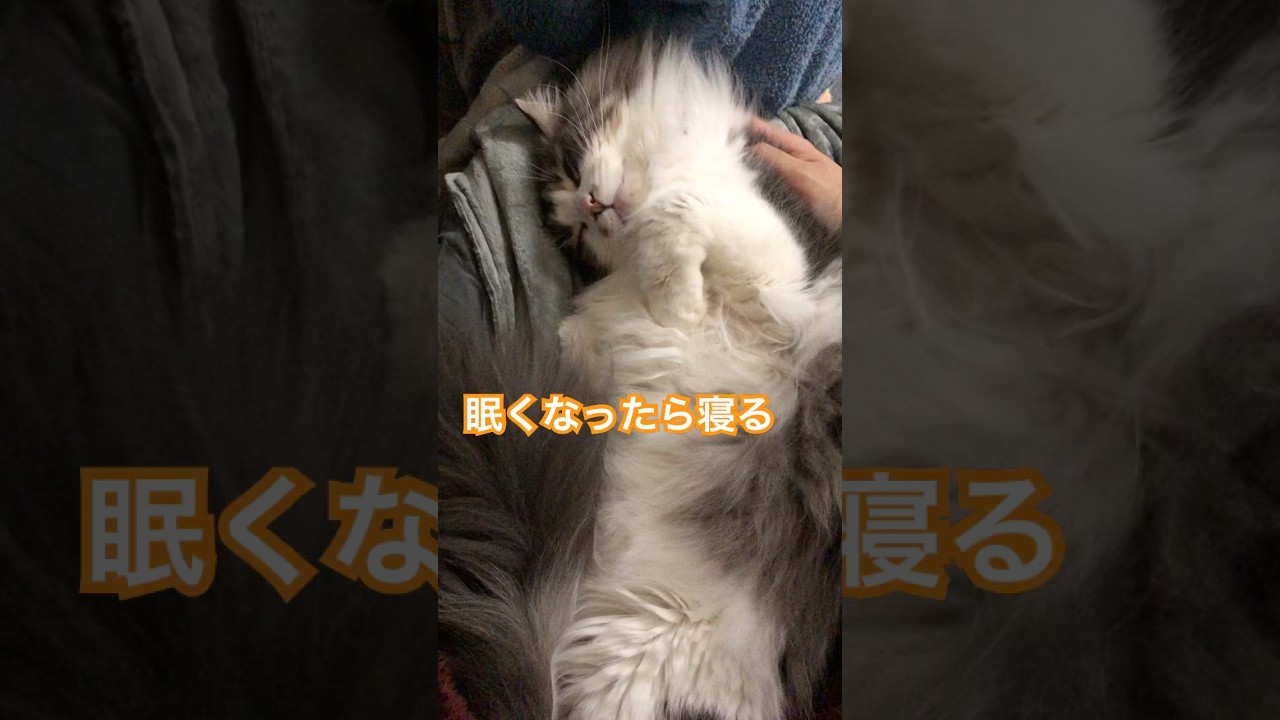 ガブとゴンの何気ない日常　#犬 #dog #wilddog #protectiondog #保護犬 #保護猫 #ガブゴン　#cat #保護猫 #ノルウェージャンフォレストキャット