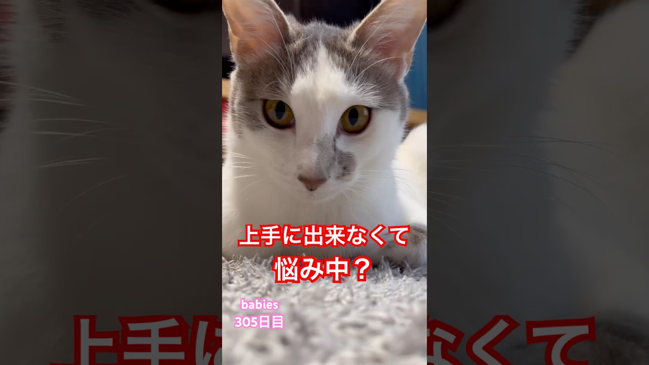 【猫動画】子猫生後305日 香箱座りって難しいよね！#かわいい子猫 #猫のいる暮らし #cat #癒し