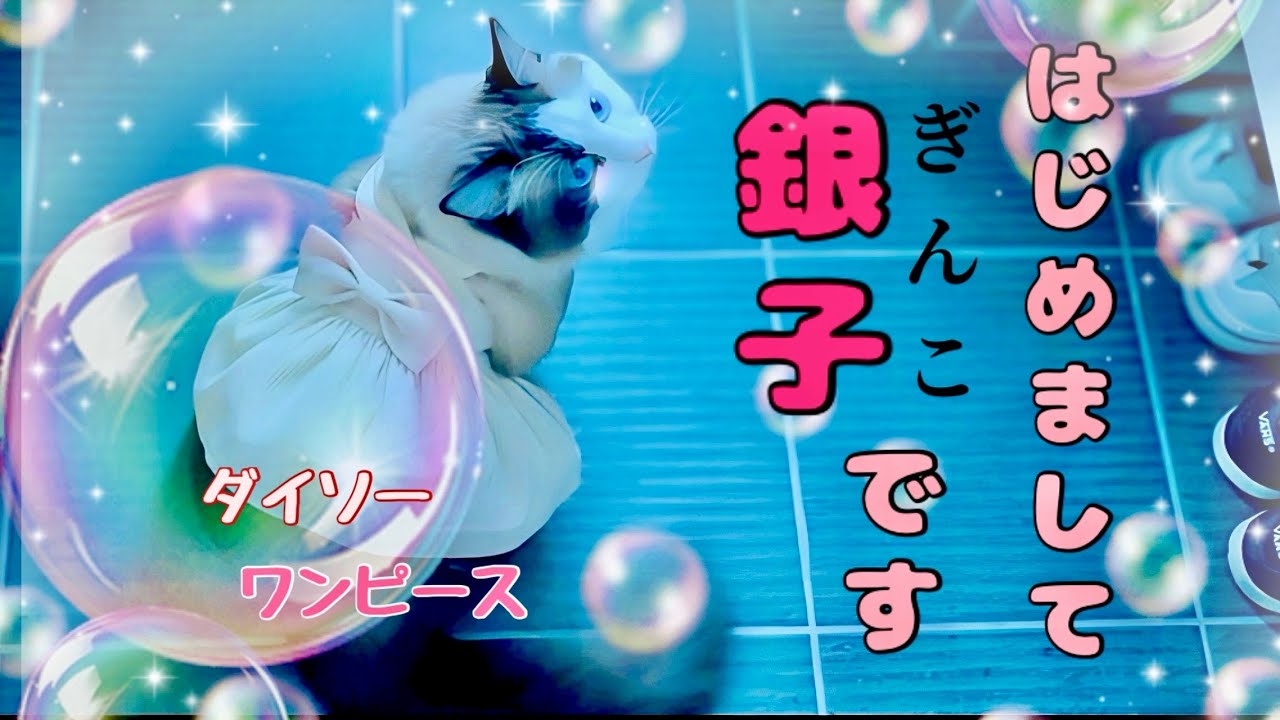 【でぶ猫】ダイソーで買ったワンピースを破天荒ラグドール♂に着せたらムチムチで可愛すぎた😈