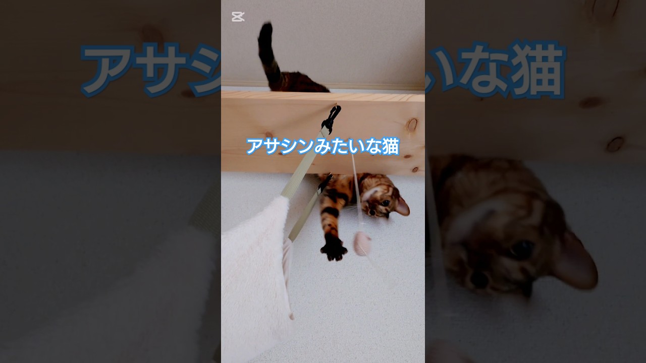 アサシンみたいな猫 #猫 #猫動画 #猫のいる暮らし #ベンガル #cat #fyp  #shorts #short