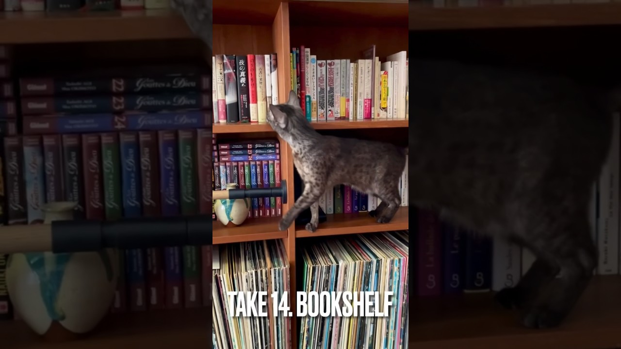 今日は何読もうかにゃ？#エジプシャンマウ 猫の本棚 #bookshelf #shorts