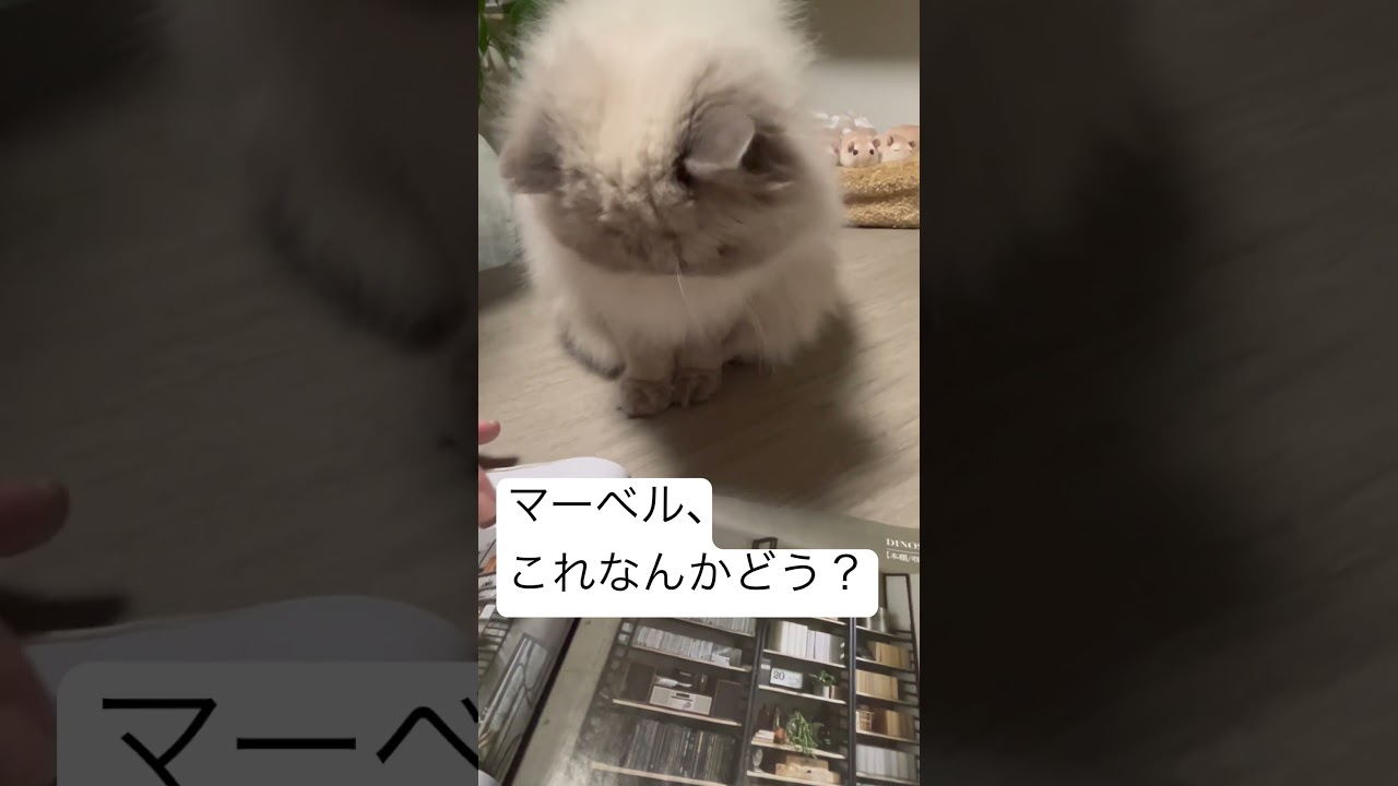 ヒマラヤンのマーベルとカタログ・ショッピング🐈 #shorts #うちのにゃんこ #cat #マーベル #ねこ