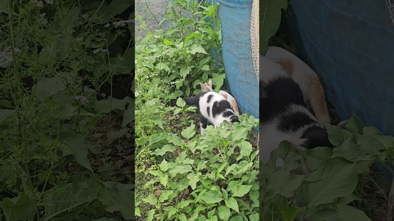 シャム猫 vs. おもちゃ！どっちが勝つ？ #シャム猫 #猫と遊ぶ
