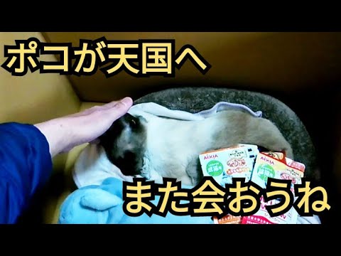 シャム猫のポコが天国へ旅立ちました！１０年間ありがとう！