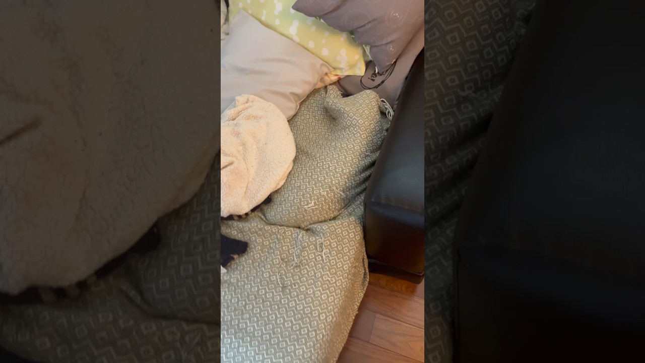 かくれんぼしてる猫 #cat #日本猫 #保護猫