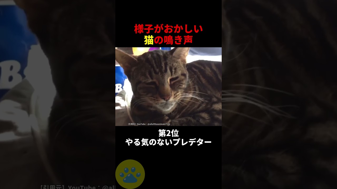 様子がおかしい猫の鳴き声の秘密🤫暴露します🔥