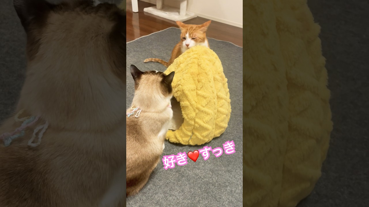 惚れてまうにゃろー? #ねこ動画 #クリティカルヒット #猫のいる暮らし